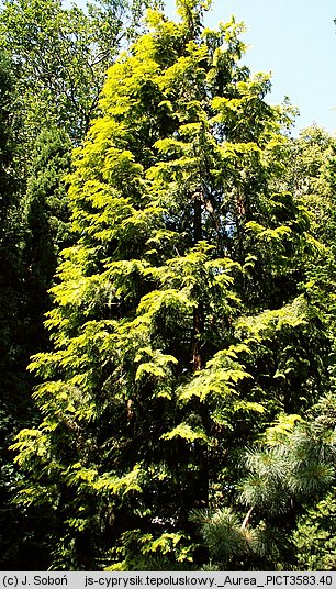 Chamaecyparis obtusa Aurea