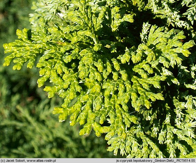 Chamaecyparis obtusa Gimborn's Beauty