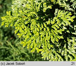 Chamaecyparis obtusa Gimborn's Beauty