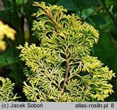 Chamaecyparis obtusa Rashahiba