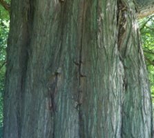 Taxodium distichum (cypryśnik błotny)