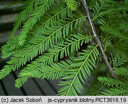 Taxodium distichum (cypryśnik błotny)