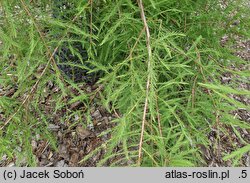 Taxodium distichum Profesor J. Piórecki