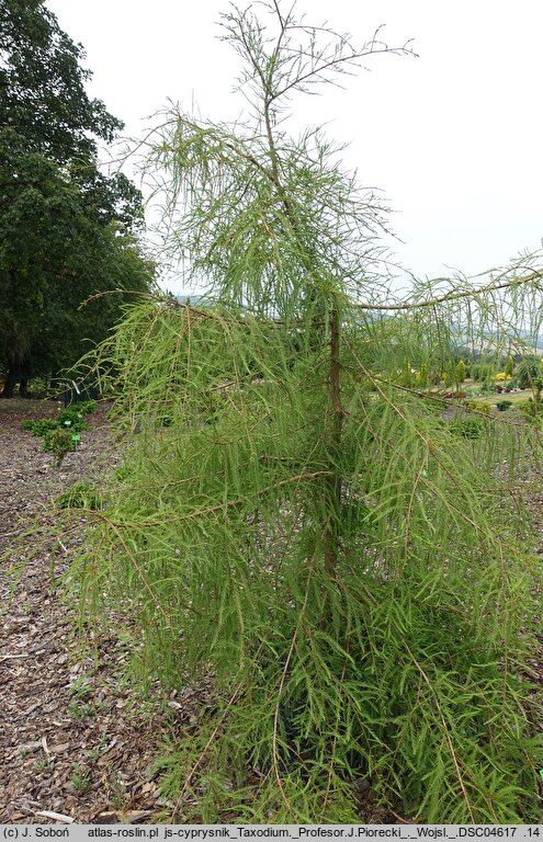Taxodium distichum Profesor J. Piórecki