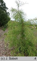 Taxodium distichum Profesor J. Piórecki