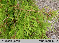Taxodium distichum Profesor W. Bugała