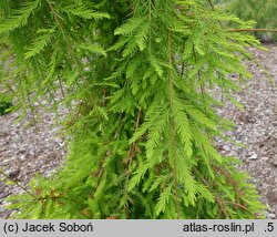 Taxodium distichum Profesor W. Bugała