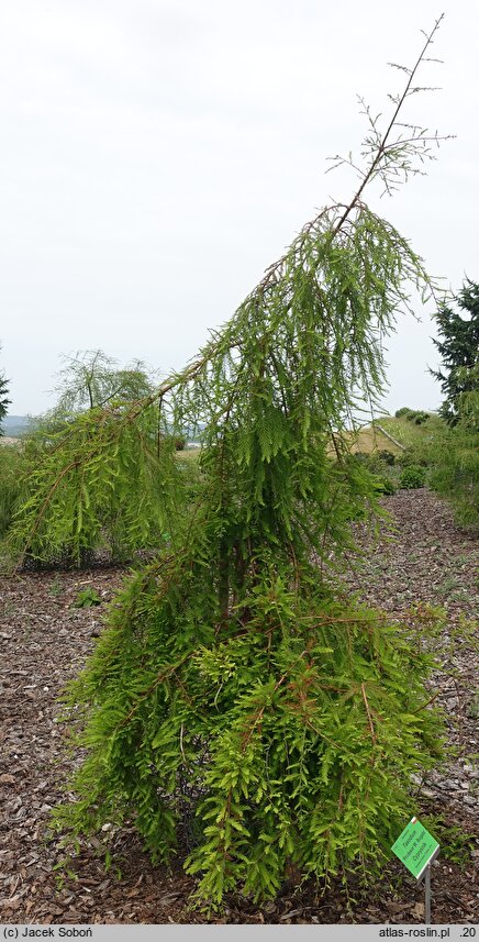 Taxodium distichum Profesor W. Bugała