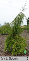 Taxodium distichum Profesor W. Bugała