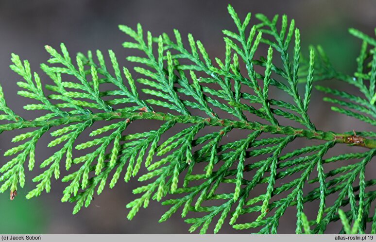 ×Cupressocyparis leylandii (cyprysowiec Leylanda)