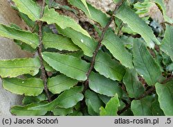 Cyrtomium yamamotoi var. intermedium (cyrtomium yamamota odm. pośrednia)