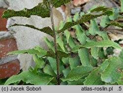 Cyrtomium yamamotoi var. intermedium (cyrtomium yamamota odm. pośrednia)