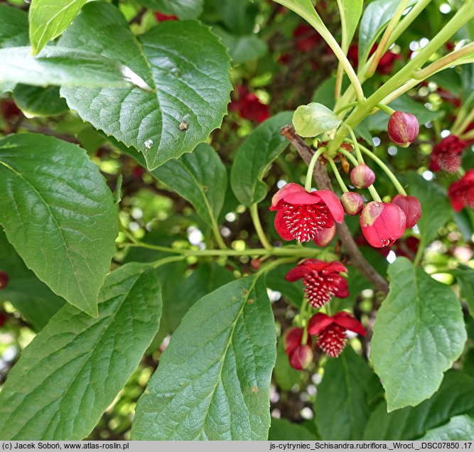 Schisandra rubriflora (cytryniec czerwonokwiatowy)