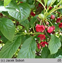 Schisandra rubriflora (cytryniec czerwonokwiatowy)