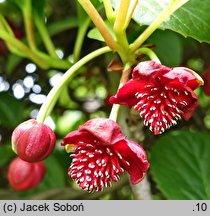 Schisandra rubriflora (cytryniec czerwonokwiatowy)