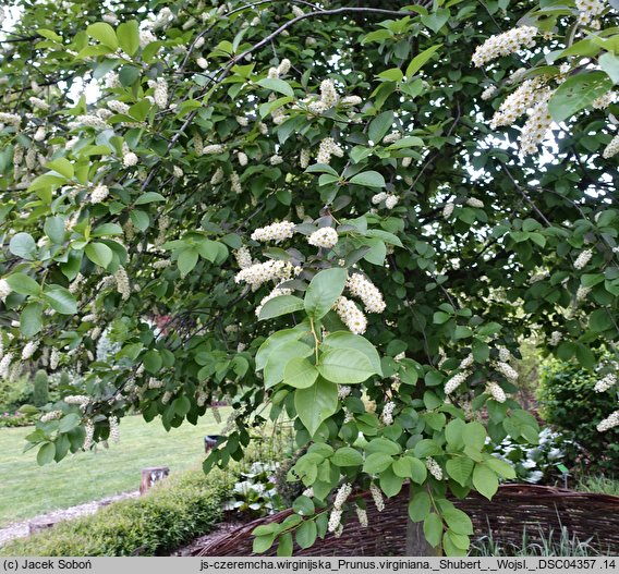 Prunus virginiana cv. Shubert (czeremcha wirginijska 'Shubert')