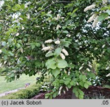 Prunus virginiana ‘Shubert’ (czeremcha wirginijska 'Shubert')