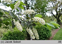 Prunus virginiana cv. Shubert (czeremcha wirginijska 'Shubert')