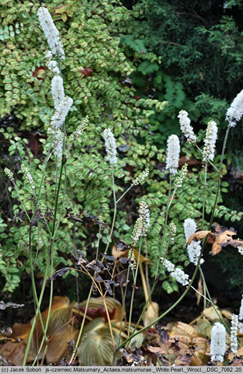 Actaea matsumurae