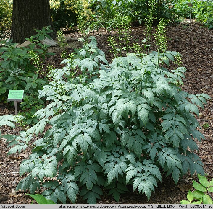 Actaea pachypoda Misty Blue