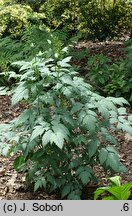 Actaea pachypoda Misty Blue