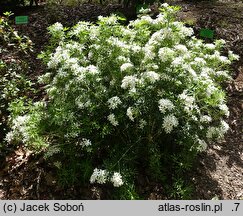 Choisya ×dewitteana (czojsia Dewittena)