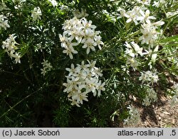 Choisya ×dewitteana (czojsia Dewittena)