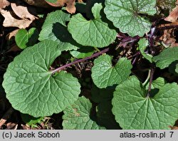 Alliaria petiolata (czosnaczek pospolity)