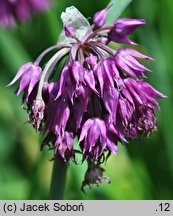 Allium cyathophorum var. farreri (czosnek Ferrera)