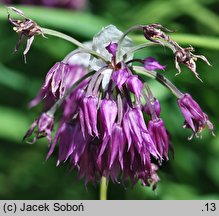 Allium cyathophorum var. farreri (czosnek Ferrera)