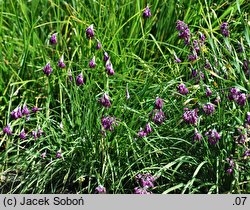 Allium cyathophorum var. farreri (czosnek Ferrera)