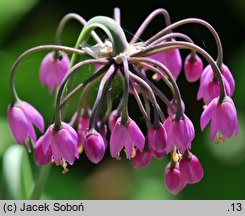 Allium cernuum (czosnek zwisły)