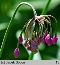 Allium cernuum (czosnek zwisły)