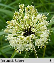 Allium victorialis