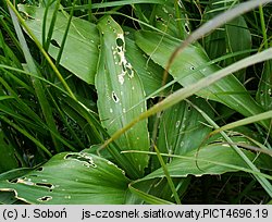 Allium victorialis