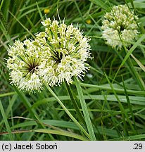 Allium victorialis