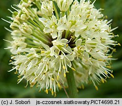 Allium victorialis