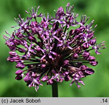 Allium stipitatum (czosnek turkiestański)