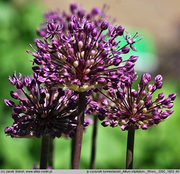 Allium stipitatum (czosnek turkiestański)