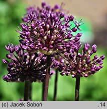 Allium stipitatum (czosnek turkiestański)