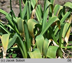 Allium stipitatum (czosnek turkiestański)