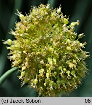 Allium obliquum (czosnek ukośny)