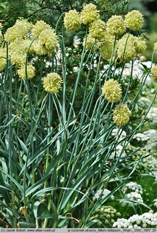 Allium obliquum (czosnek ukośny)