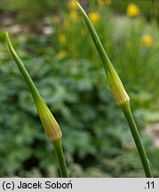 Allium vineale (czosnek winnicowy)