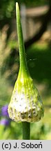 Allium vineale (czosnek winnicowy)