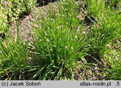 Allium hort. Millenium