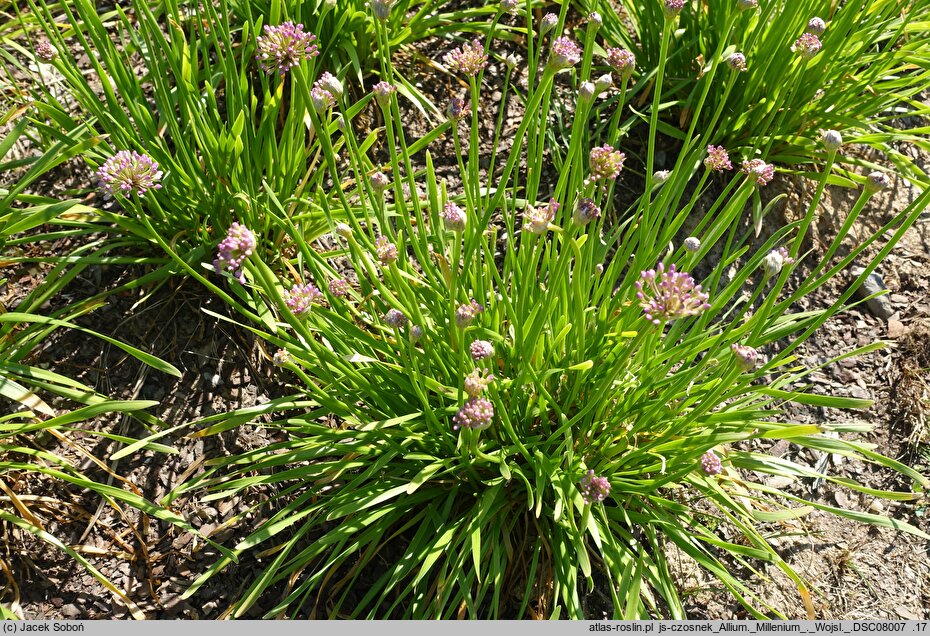 Allium hort. Millenium