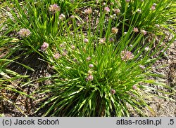 Allium hort. Millenium