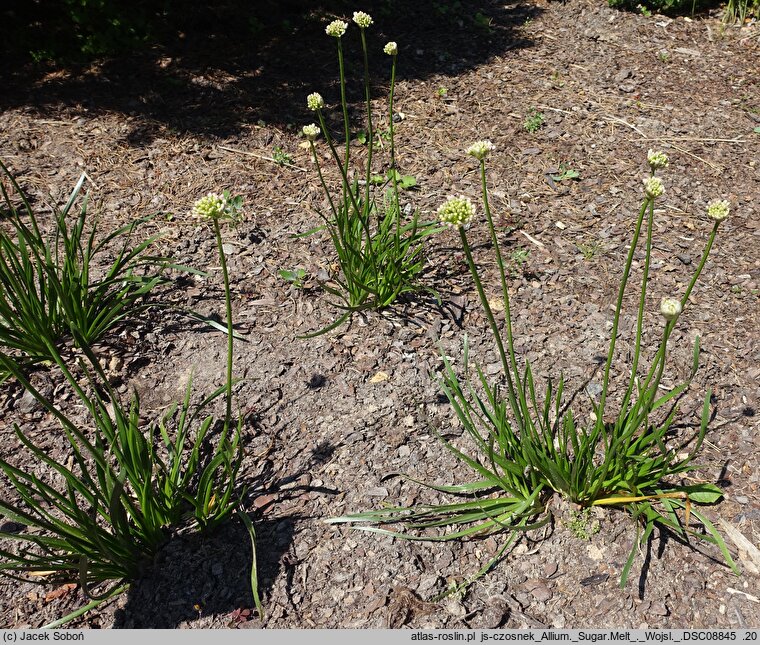Allium hort. Sugar Melt