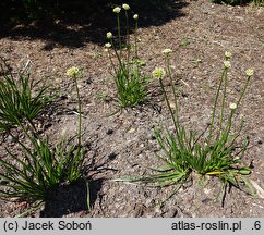 Allium hort. Sugar Melt